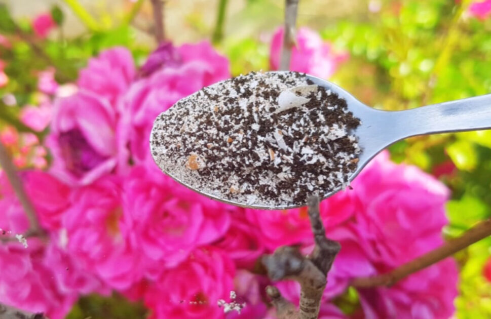 Magic Fertilizer For Rose Plant