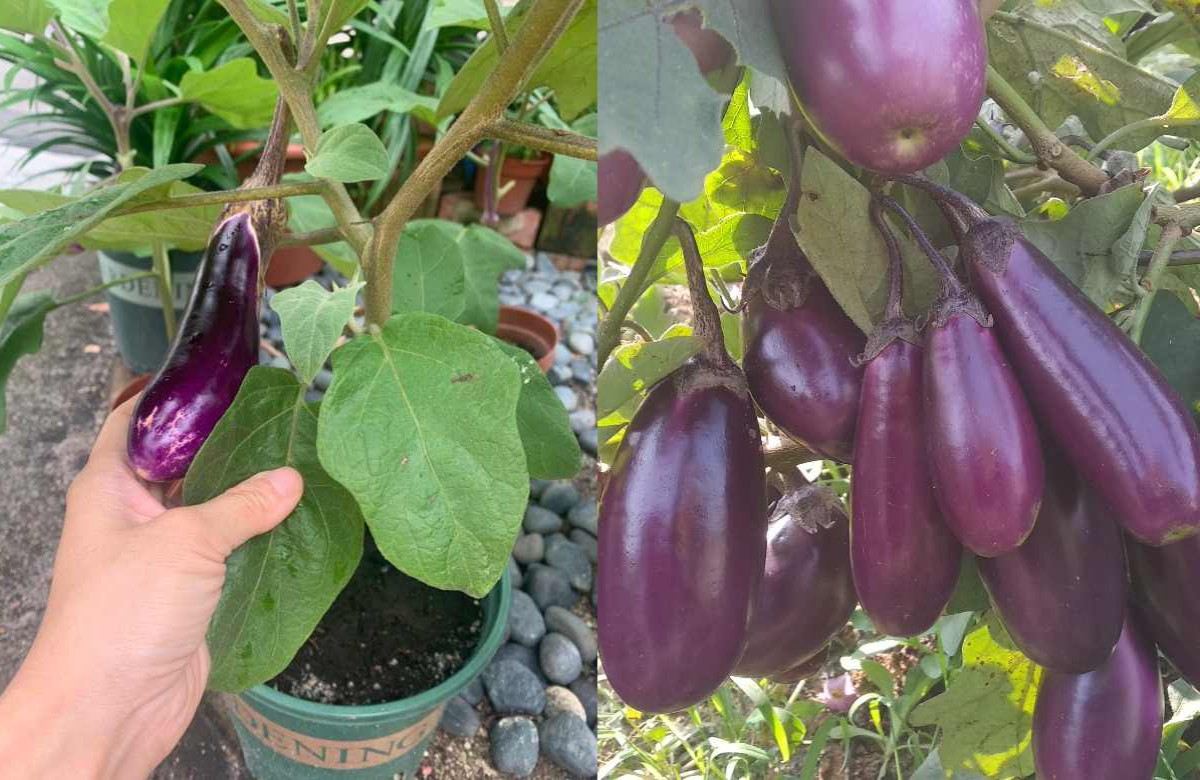 Brinjal Cultivation Easy Tips