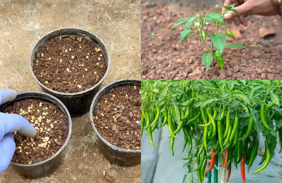 Chilli Cultivation At Home