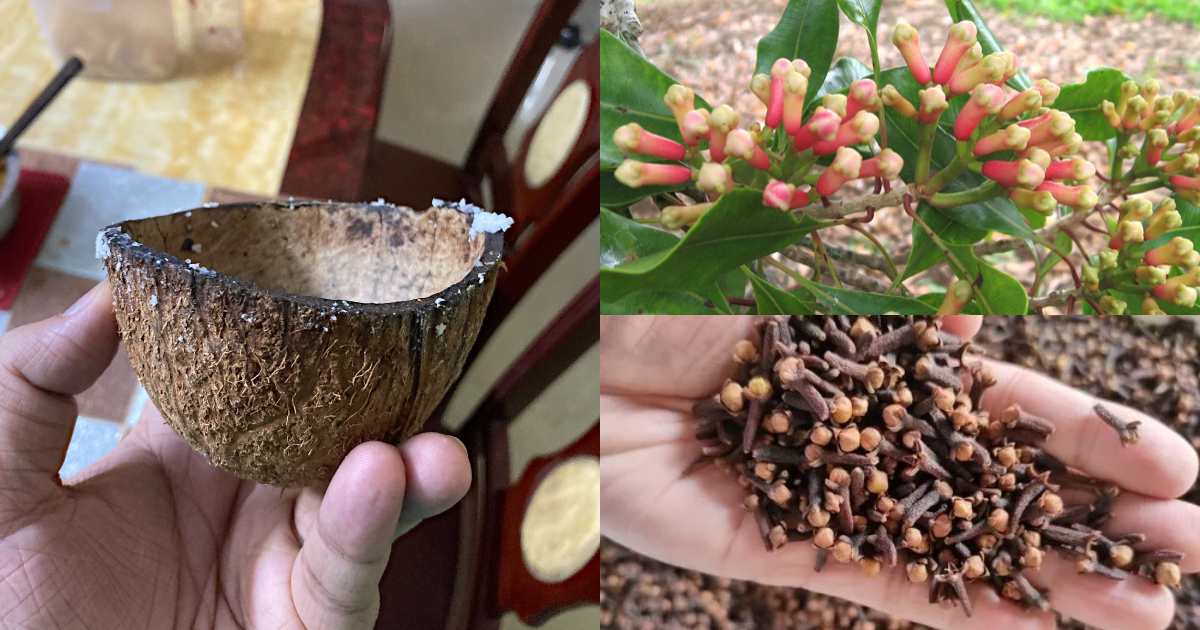 Clove Cultivation Tips Using Coconut Shell