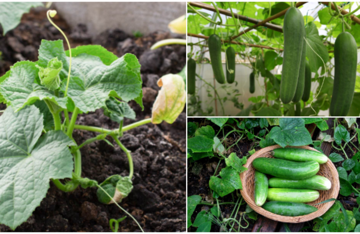 Cumcumber Cultivation Methods