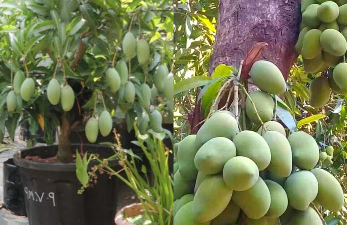 Easy Mango Tree Cultivation Tips