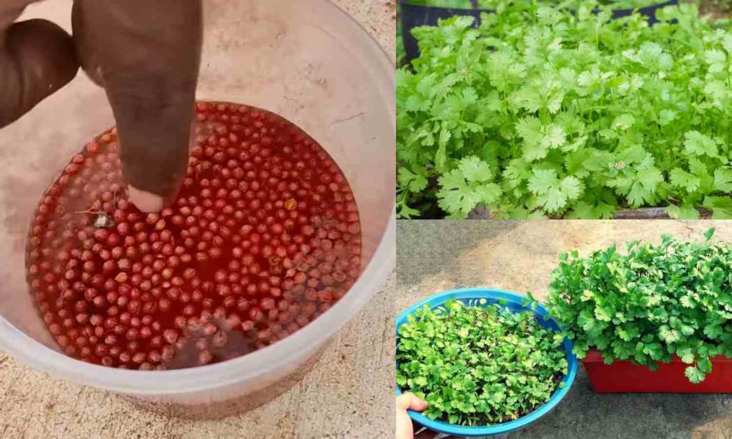 Fast Coriander Krishi Tips