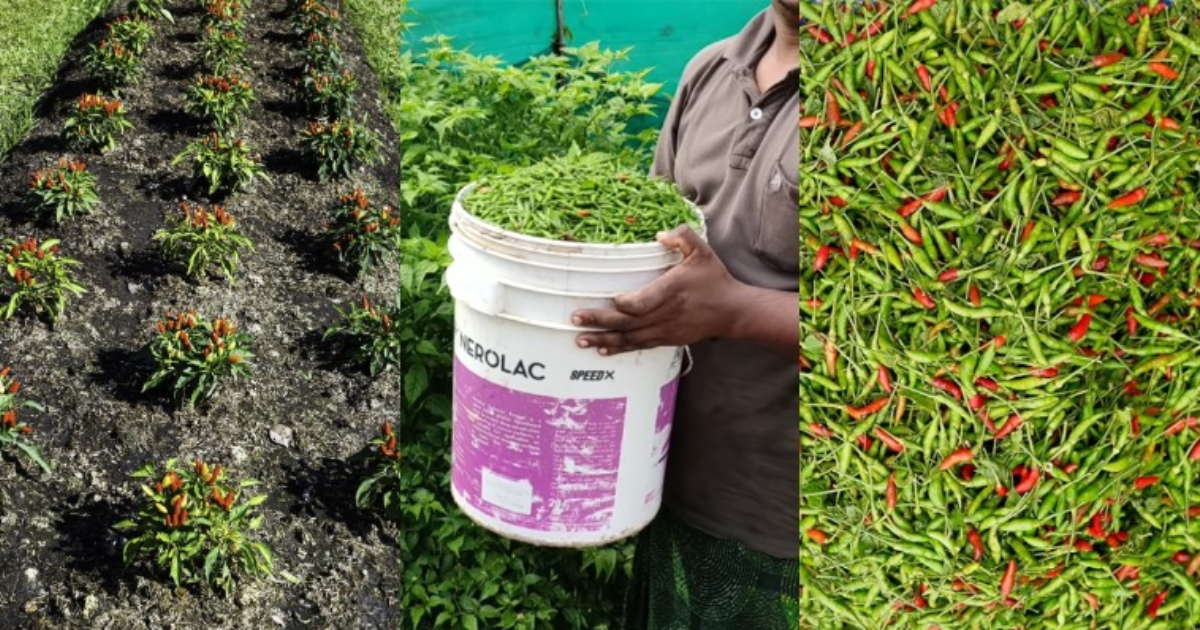 Kanthari Mulaku Krishi Easy Tips