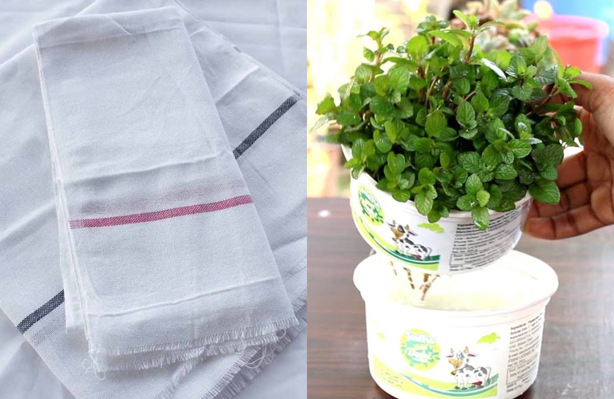 Mint Leaf Growing Tip