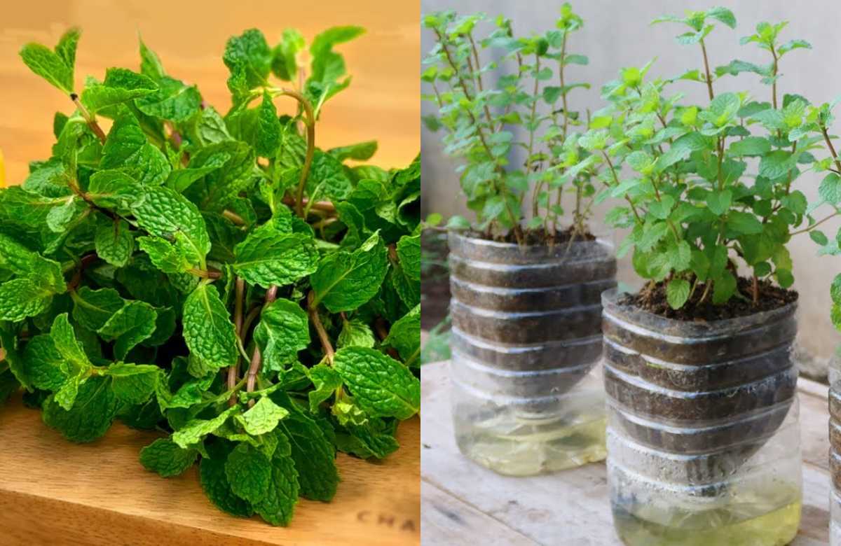 Mint Leaves Cultivation Easy Tips