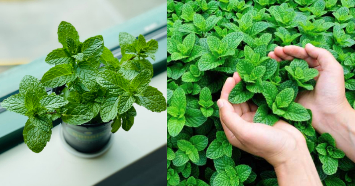 Mint Leaves Cultivation Tips