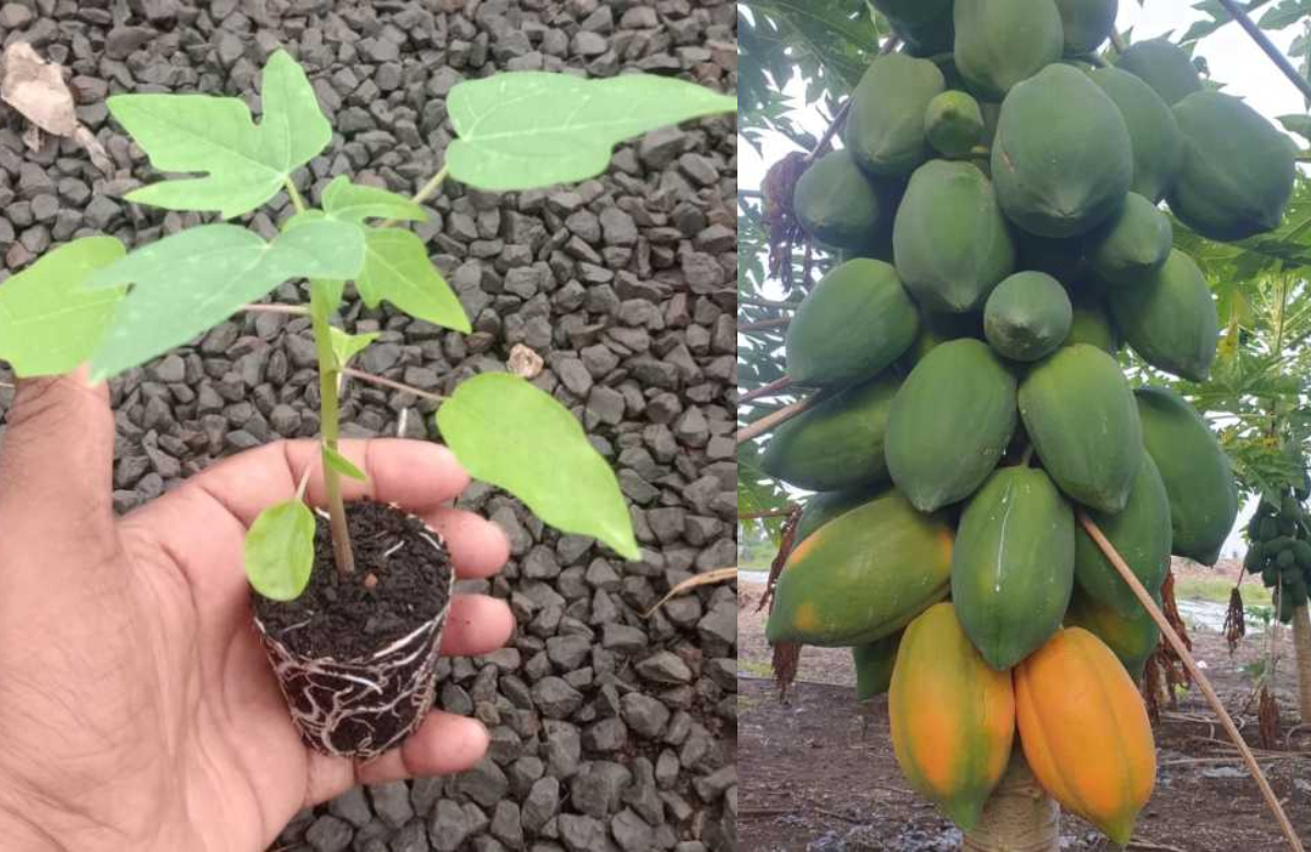 Papaya Cultivation Easy Tips