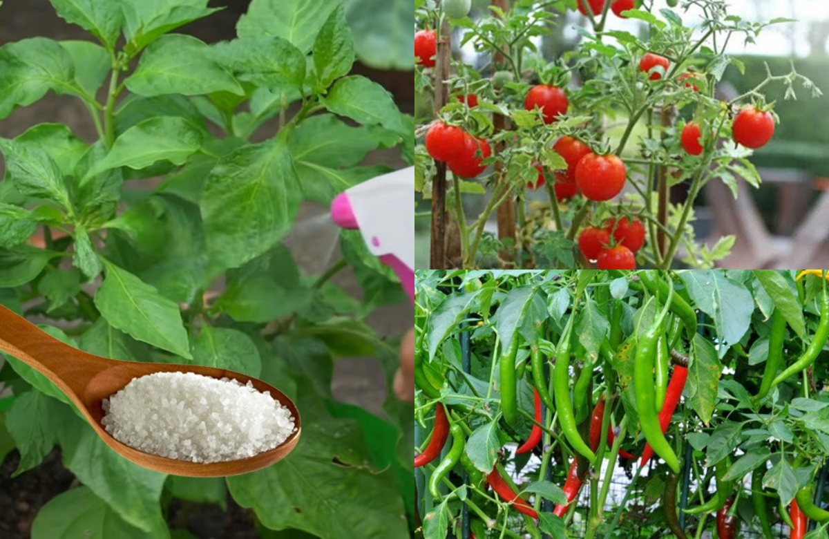 Chilli And Tomato Cultivation Tips Using Salt