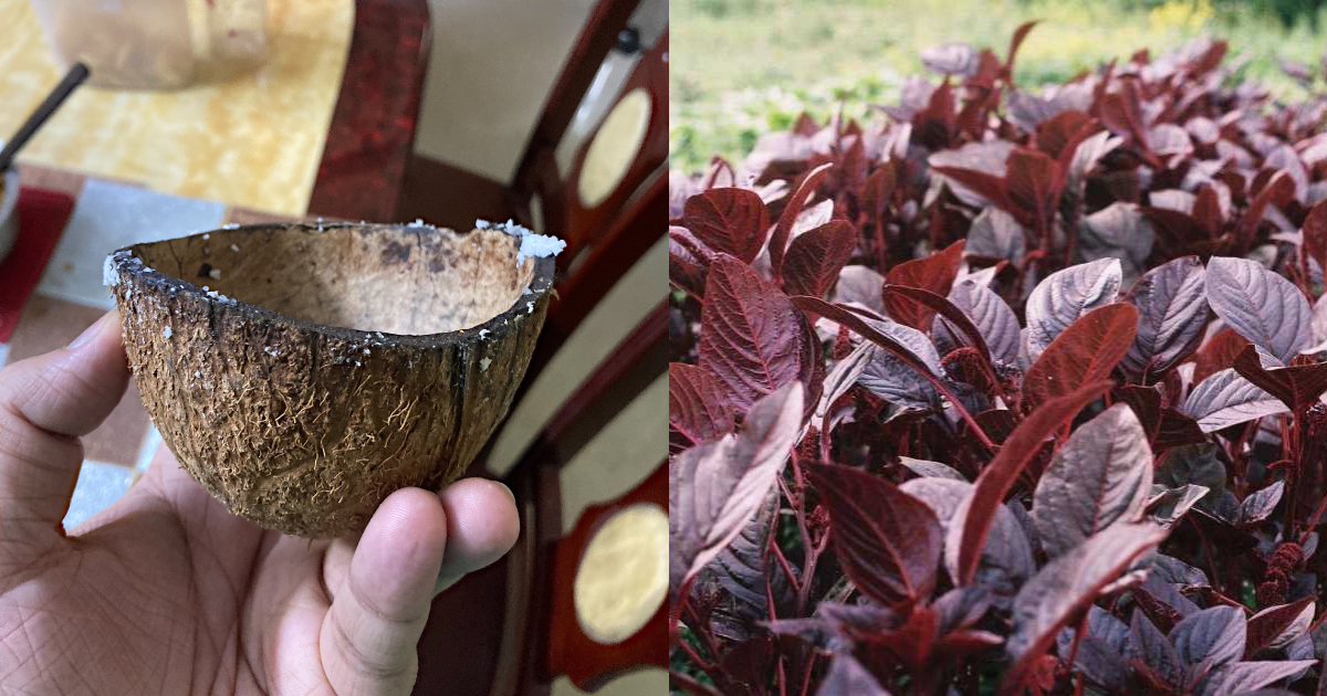 Spinach Krishi Easy Tips Using Coconut Shell