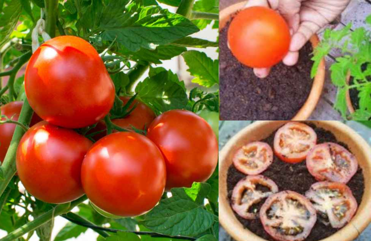 Tomato Cultivation Simple Tips