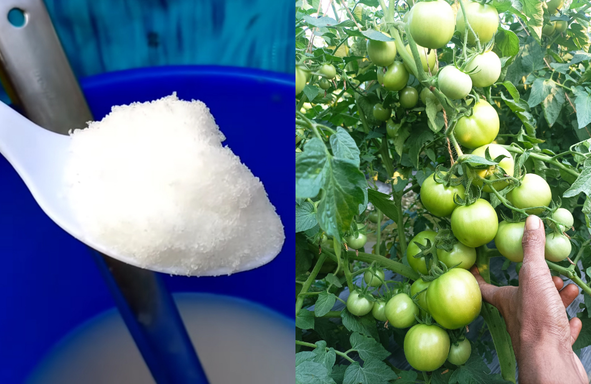 Tomato Farming Tricks