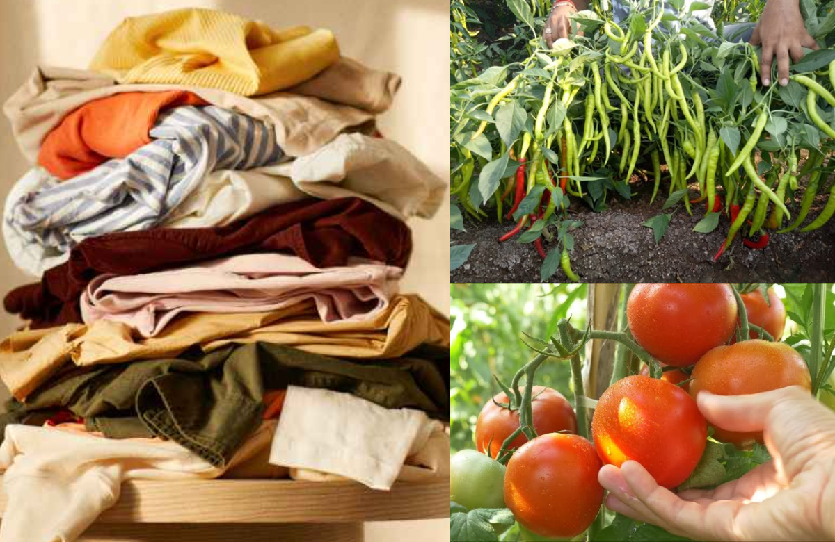 Vegetable Cultivation In Adukkala Thotttam