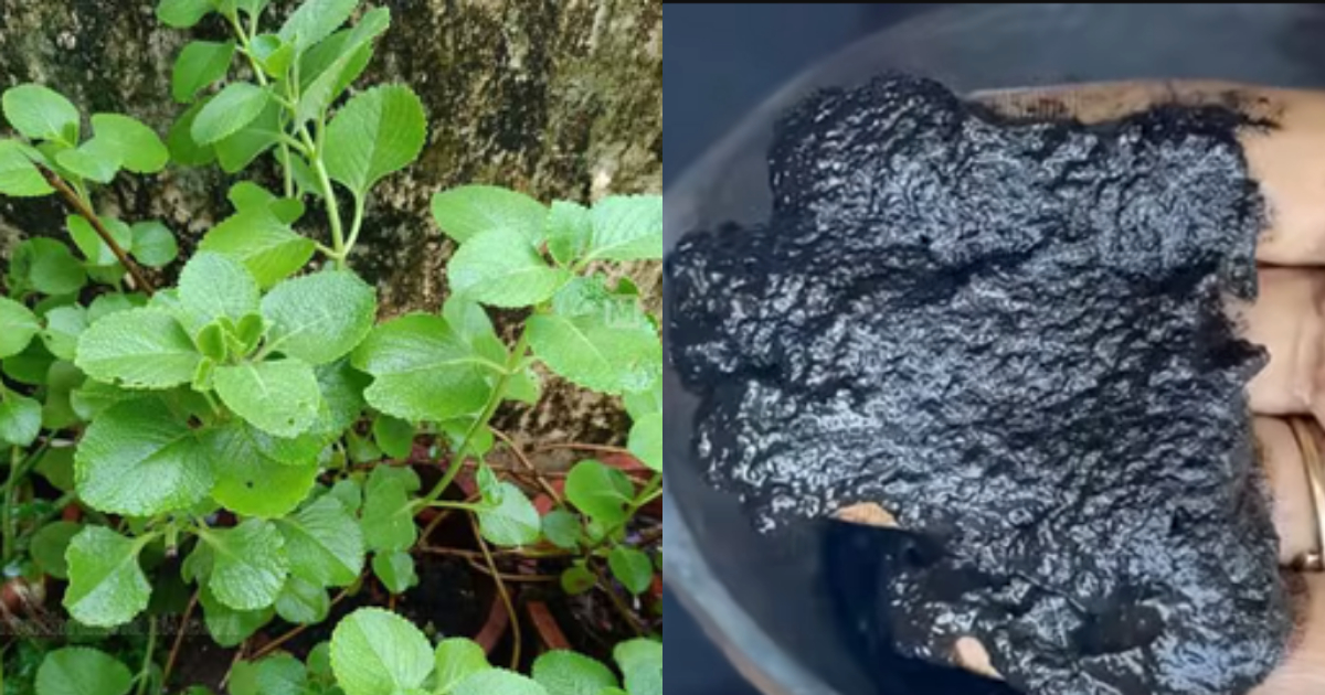 Home Made Hair Dye Using Panikurakka Leaf