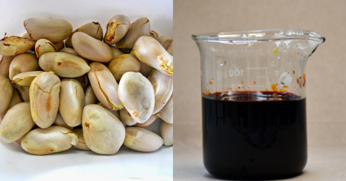 Natural Hair Dye Using Chakkakuru