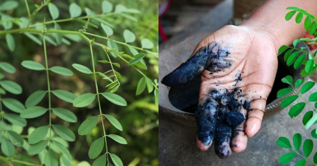 indigo plant dye