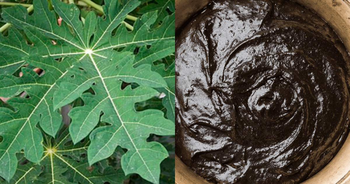 pappaya leaf