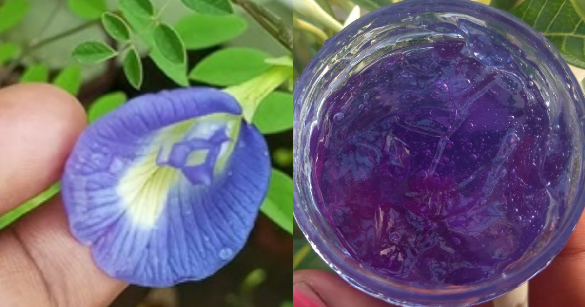 shankupushpam Gel Using Clear Skin